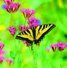 Butterfly - Papillon