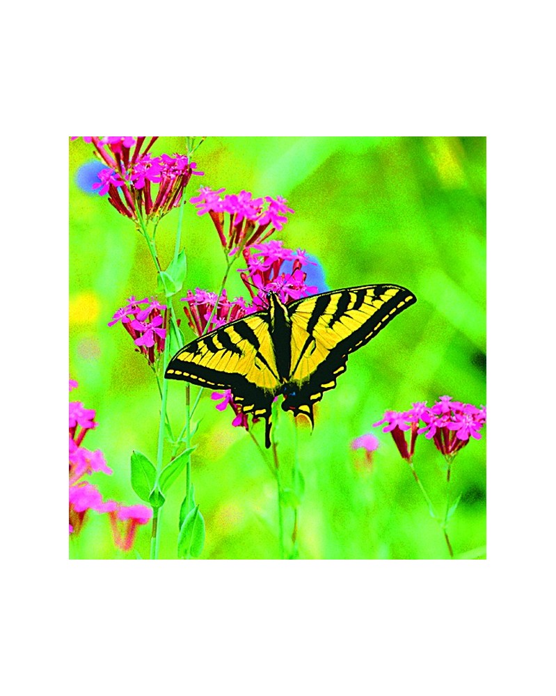 Butterfly - Papillon