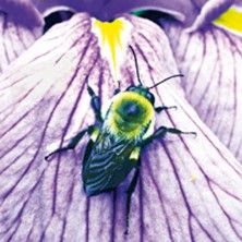 Bumblebee - Bourdon