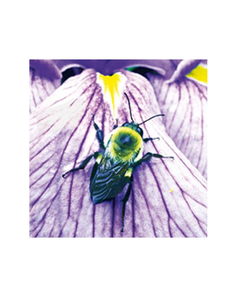 Bumblebee - Bourdon