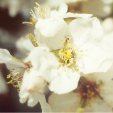 Almond - amande
