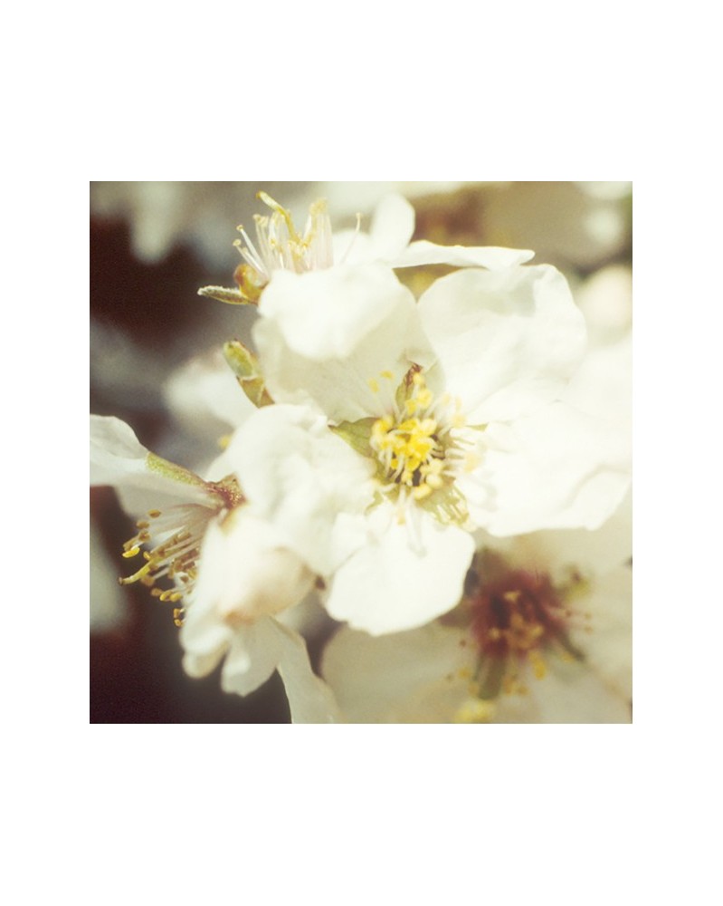 Almond - amande