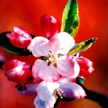 Apple - pomme