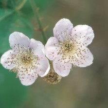 Blackberry - mûre