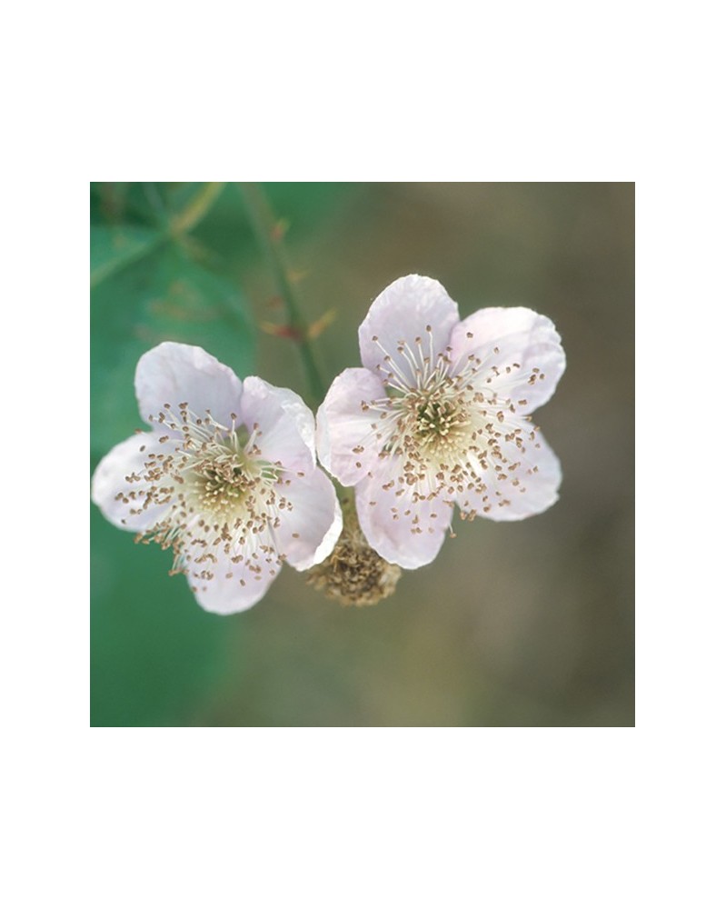 Blackberry - mûre