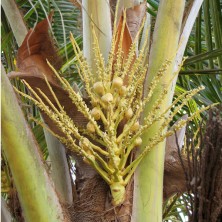 Coconut - noix de coco