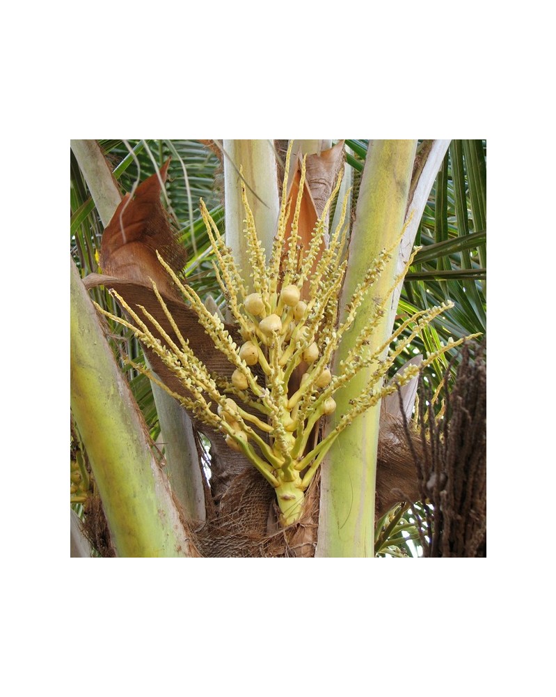 Coconut - noix de coco