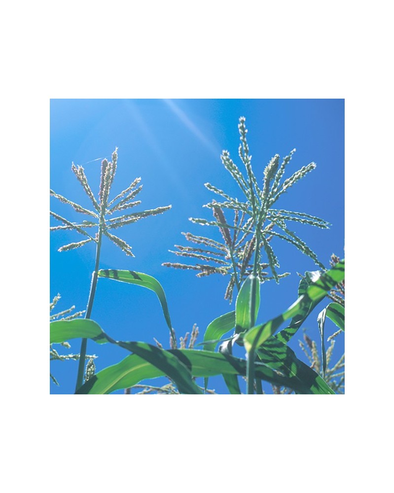 Corn - maïs