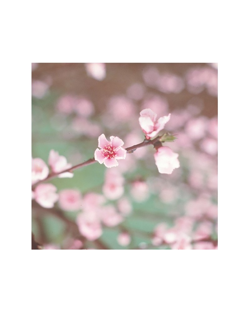 Peach - pêche