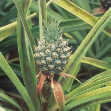 Pineapple - ananas