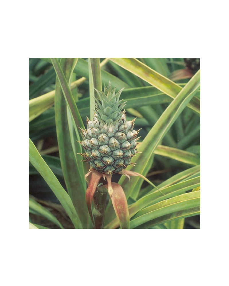 Pineapple - ananas