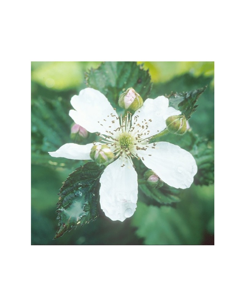 Raspberry - framboise