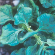 Spinach - épinard