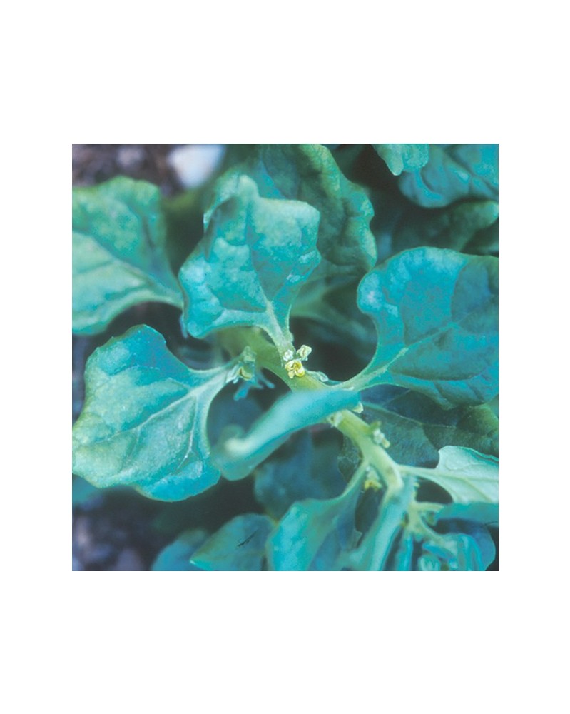Spinach