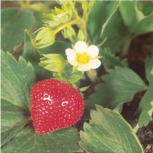 Strawberry - fraise