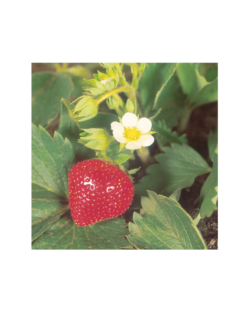 Strawberry - fraise