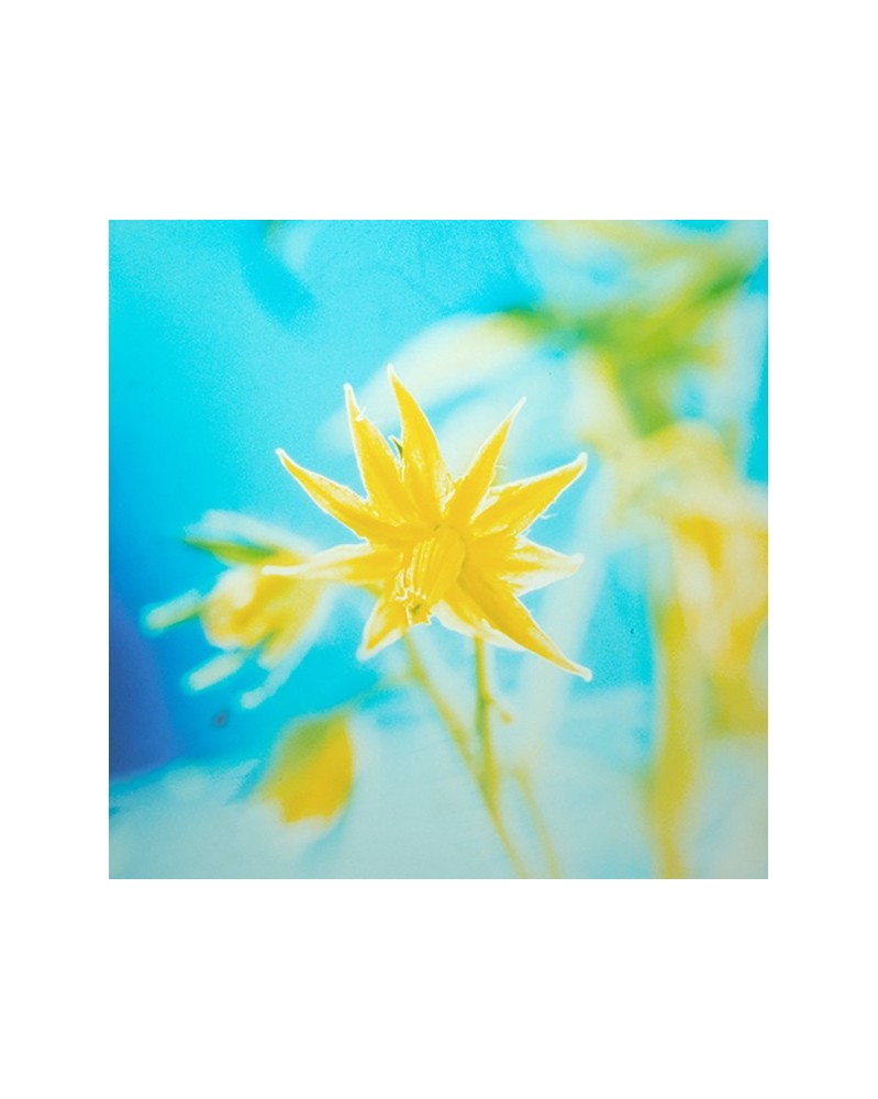 Tomato - tomate