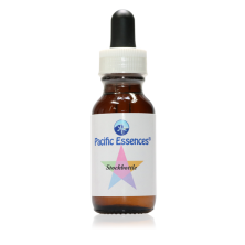 Arbutus - Arbousier d'Amérique