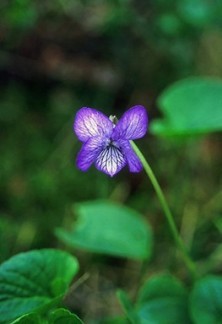 Alaska Violet - Violette de...