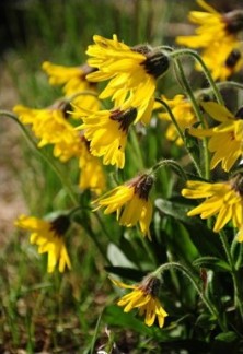 Alpine Arnica - Arnica