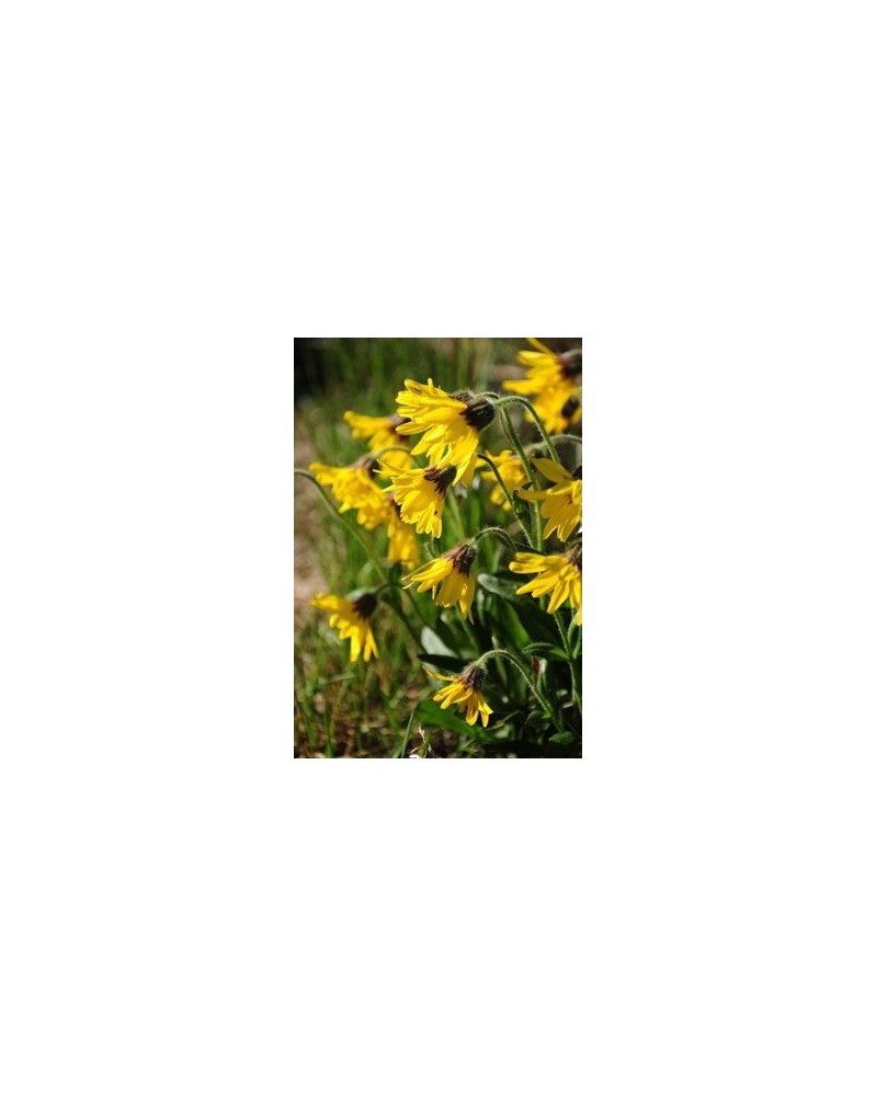 Alpine Arnica - Arnica