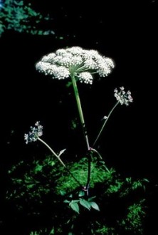 Angelica - Angélique