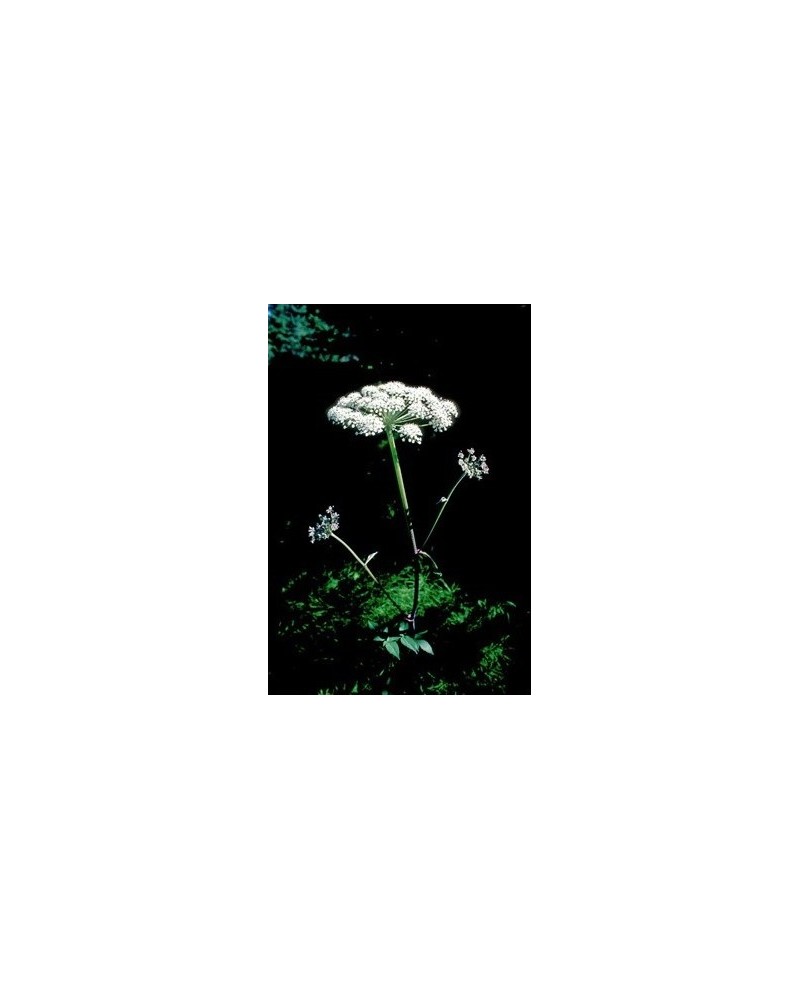 Angelica