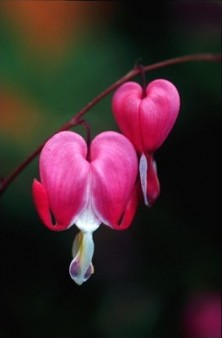 Bleeding Heart - Coeur de...