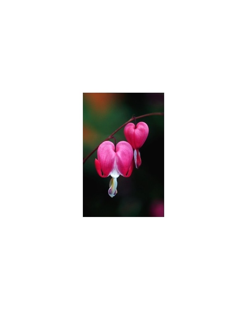 Bleeding Heart - Coeur de Marie