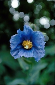 Blue Poppy - Pavot Bleu