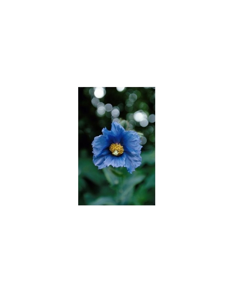 Blue Poppy 