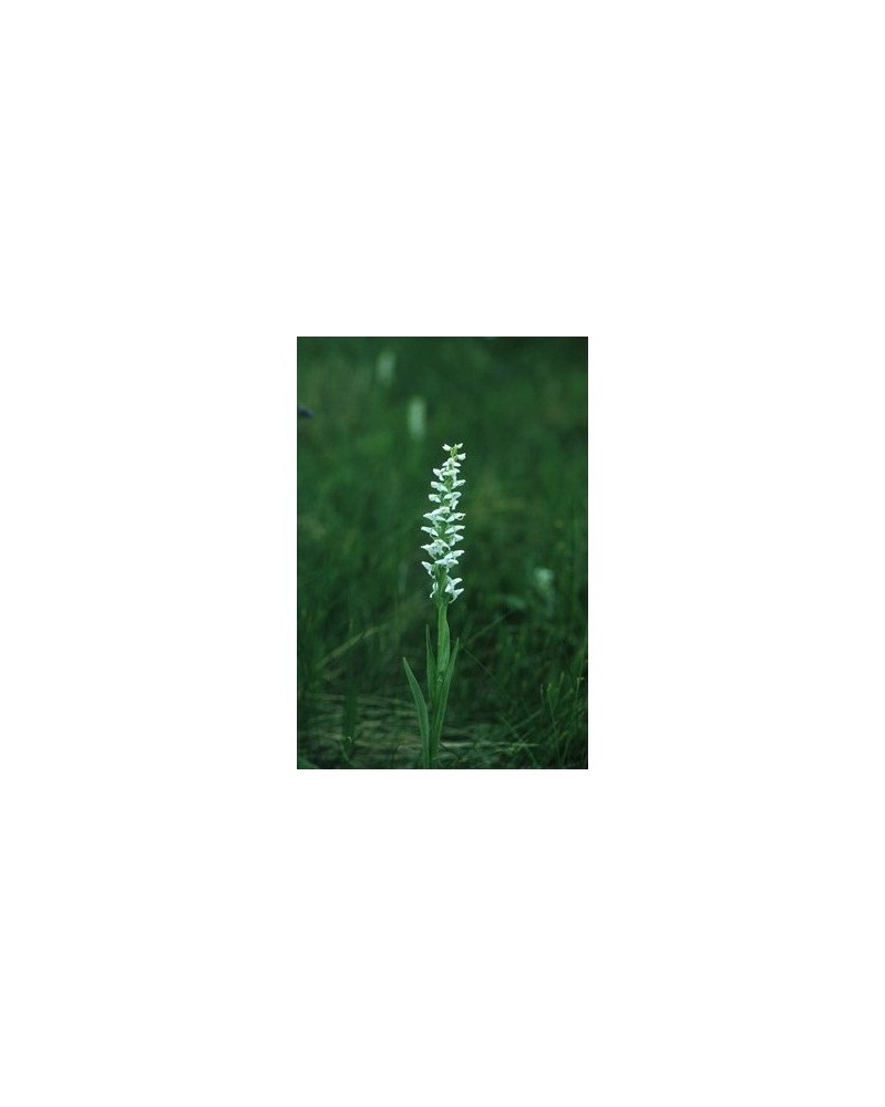 Bog Candle - forme de Platanthère