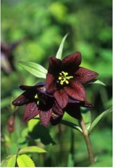 Chocolate Lily - forme de...