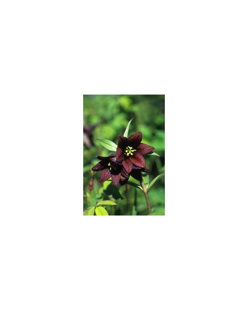 Chocolate Lily - forme de fritillaire
