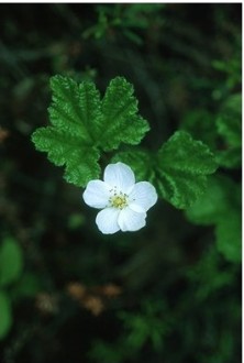 Cloudberry - Ronce des...