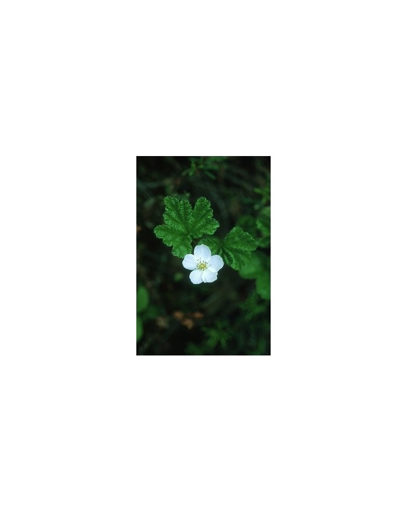 Cloudberry - Ronce des tourbières