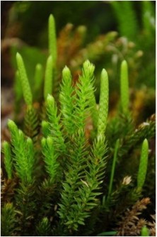 Club Moss - Lycopode à anneaux