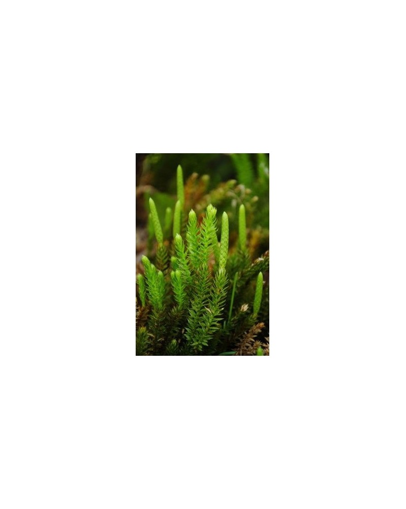 Club Moss - Lycopode à anneaux