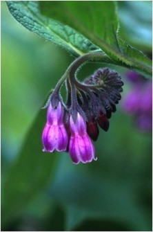 Comfrey - Consoude