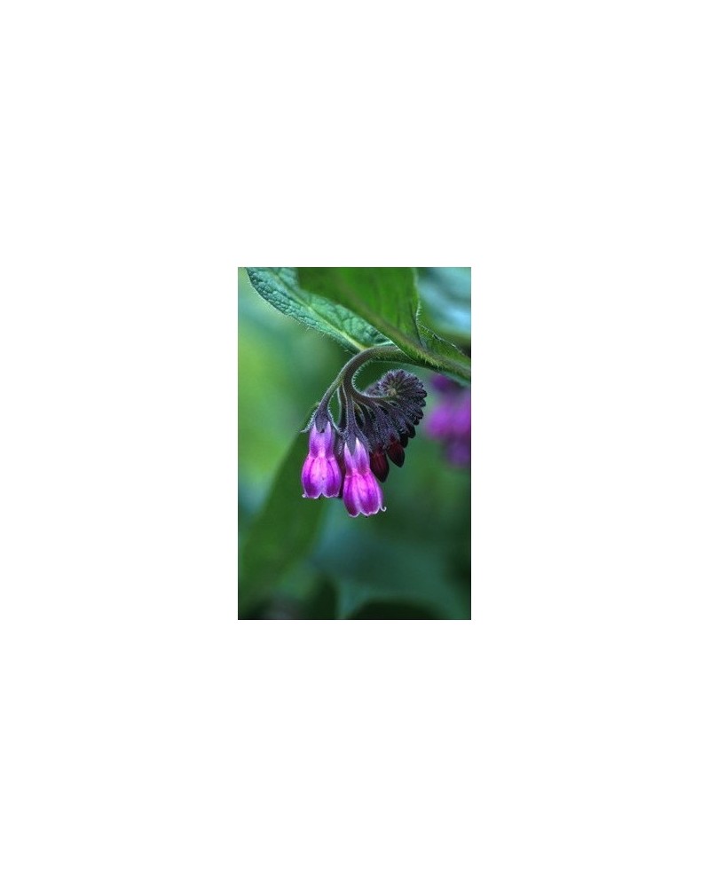 Comfrey - Consoude