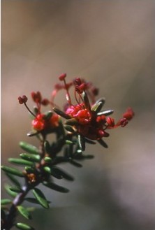 Crowberry - Camarine noire