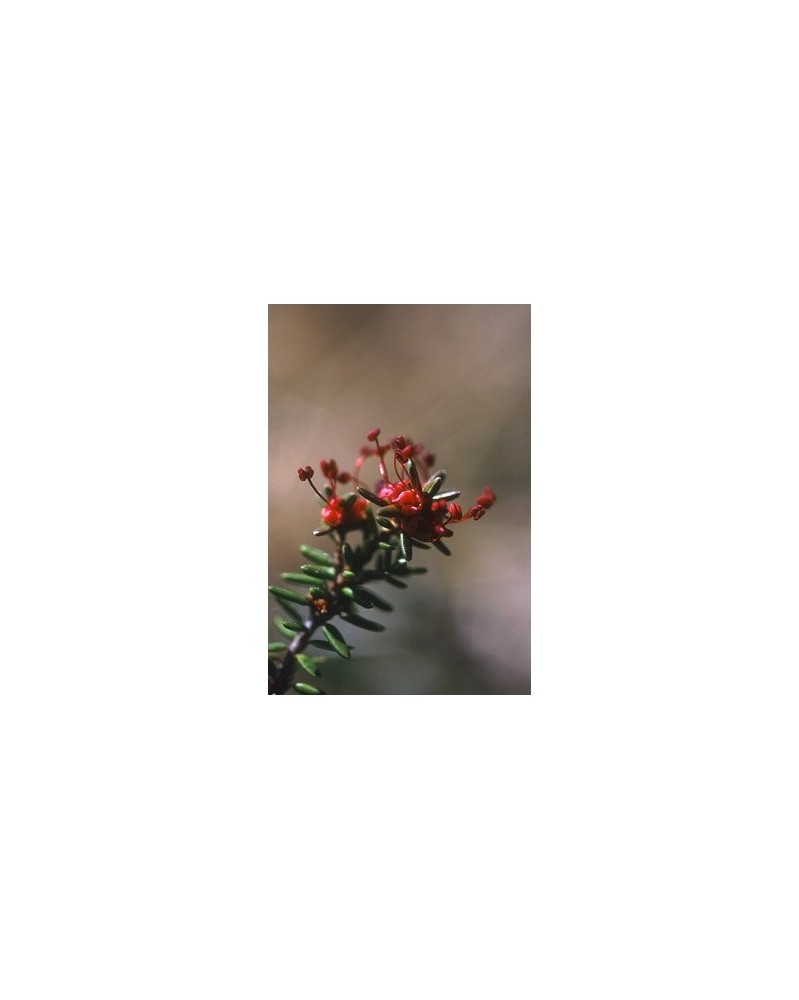 Crowberry - Camarine noire