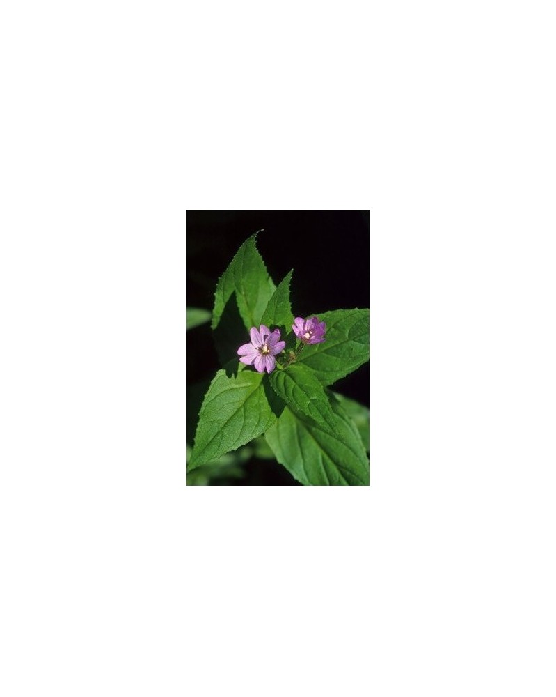 Dwarf Fireweed - Epilobe naine