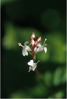 Enchanter's Nightshade -...