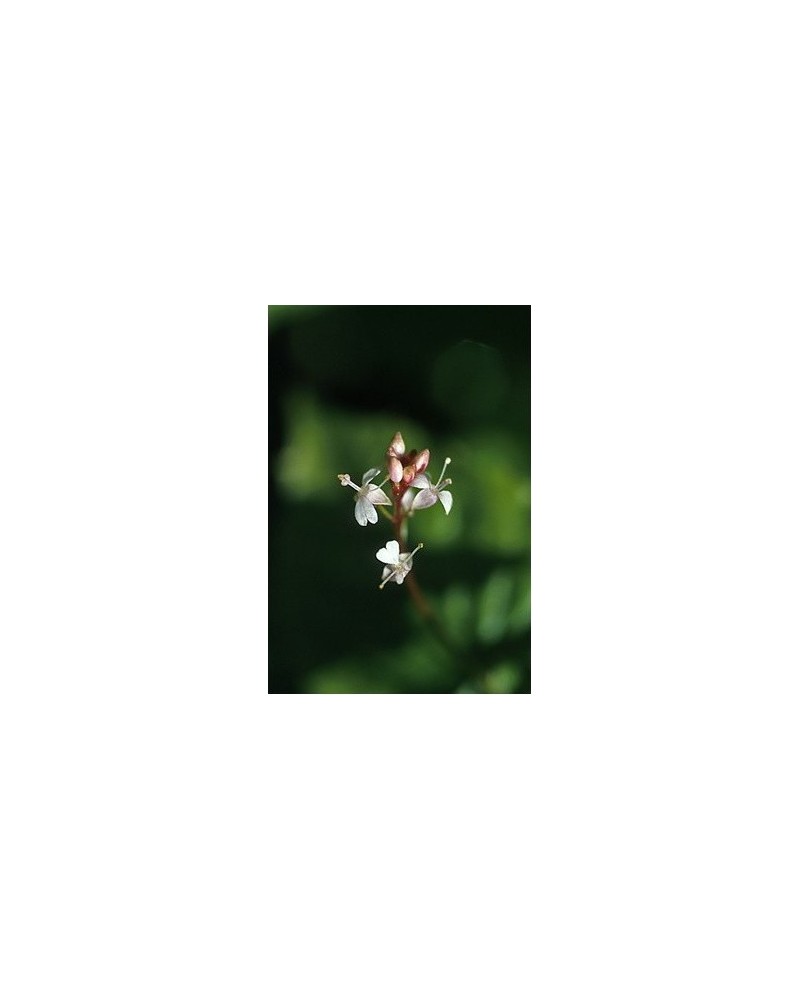 Enchanter's Nightshade - Circée des Alpes