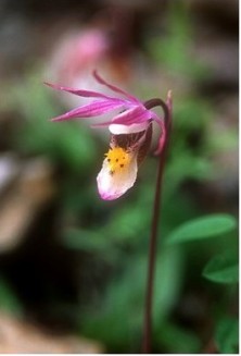 Fairy Slipper - Calypso...