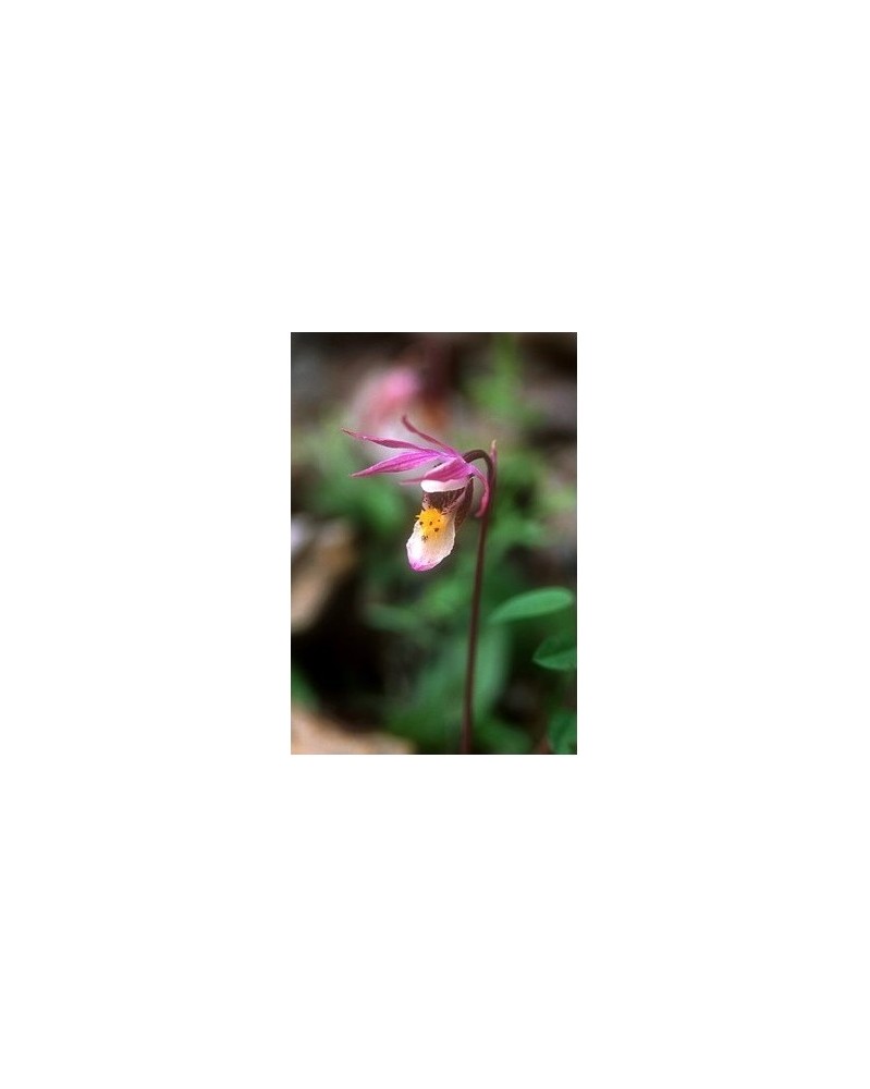 Fairy Slipper - Calypso bulbeuse