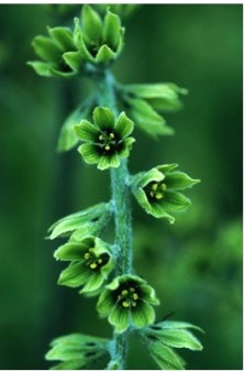 False Hellebore - Fausse...
