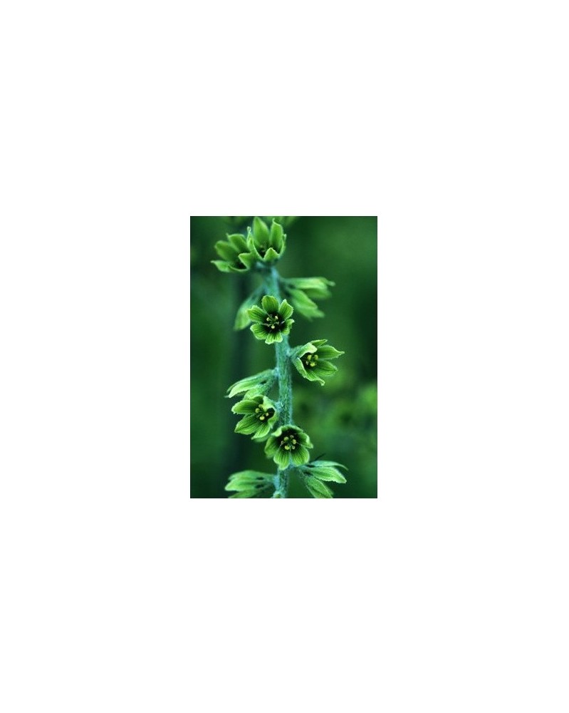 False Hellebore