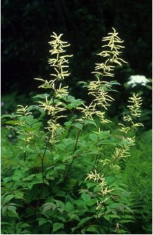 Goatsbeard - Barbe de Bouc